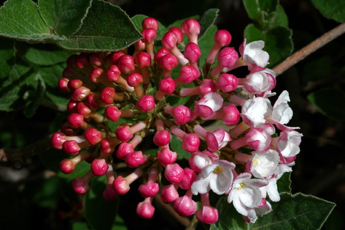 KoreanspiceViburnum6326.jpg