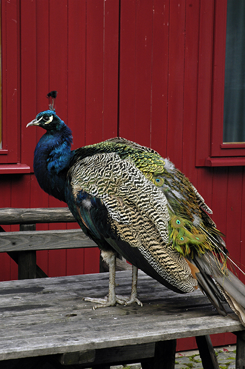 Peacock6425.jpg