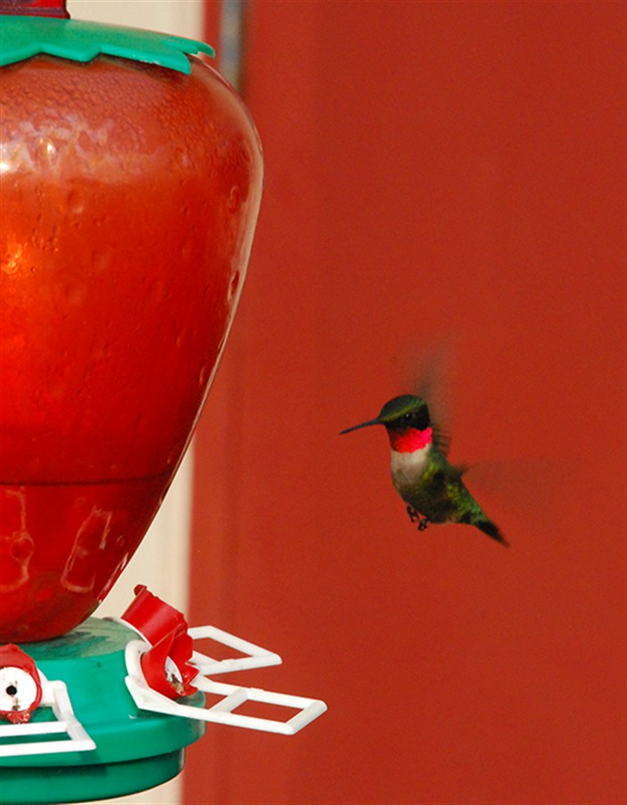 RedHummer3784.jpg