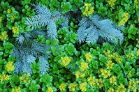 SpruceSedum2983.jpg