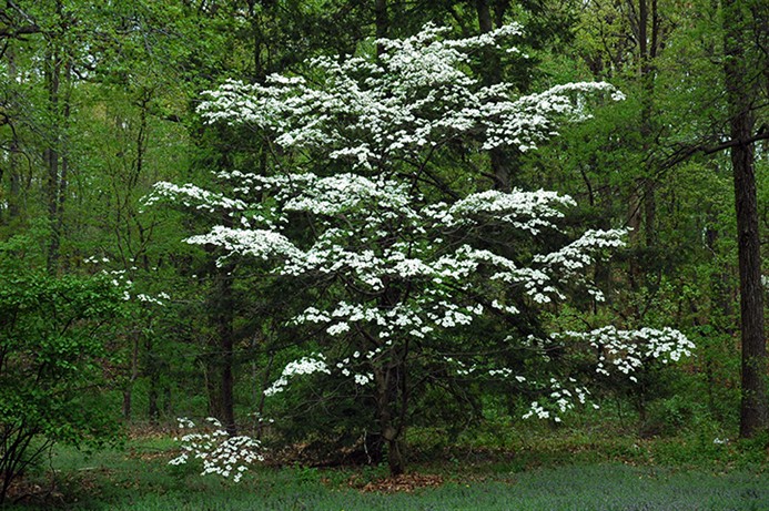 Dogwood7035.jpg