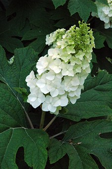 OakleafHydrangea1924.jpg