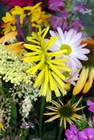 YellowFlowers0647.jpg