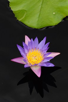 PurpleWaterLily7890.jpg