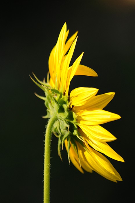 Sunflower8935.jpg