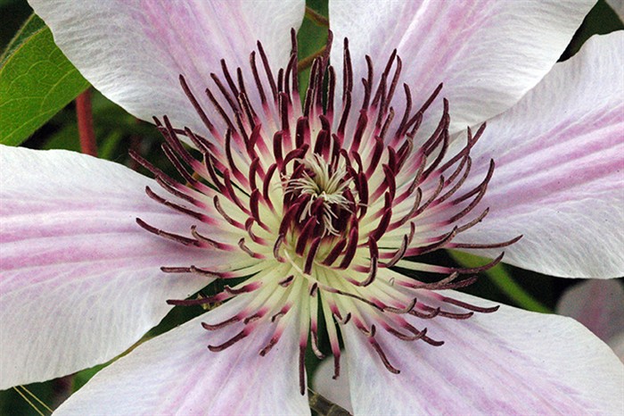 Clematis1960.jpg