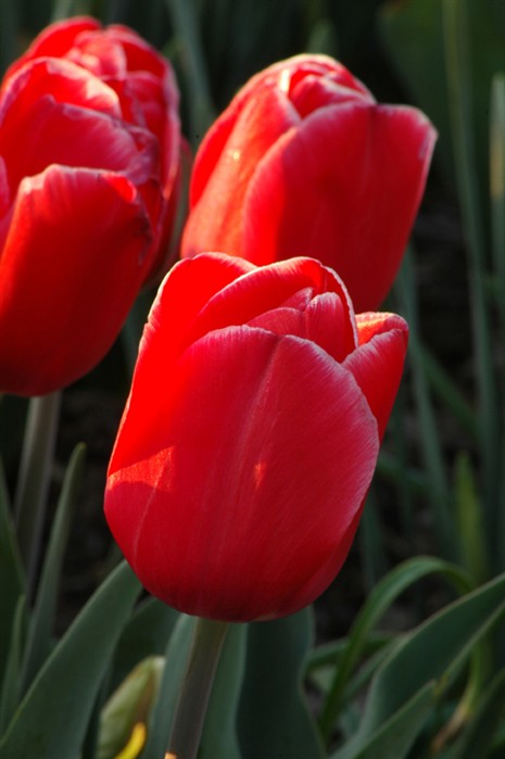 RedTulips8238.jpg