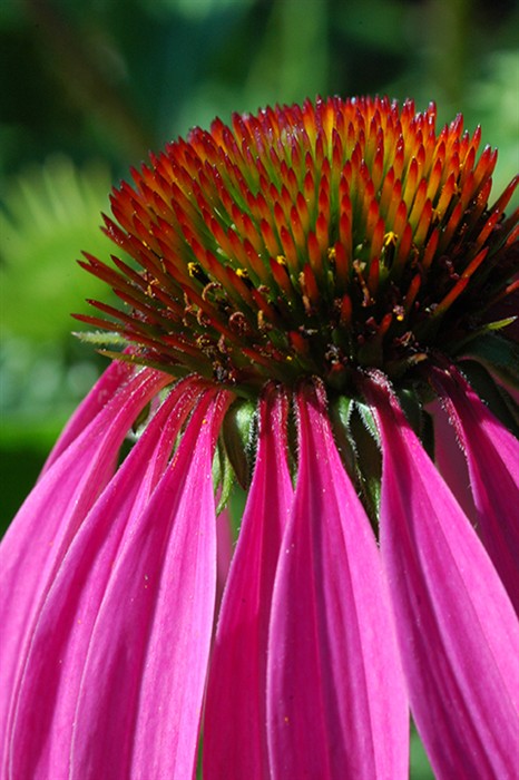 Echinacea3456.jpg