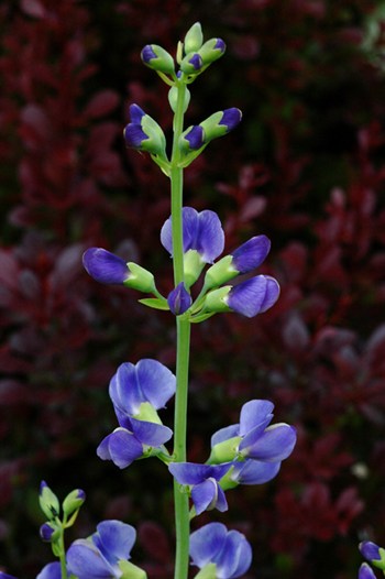 Baptisia0850s.jpg