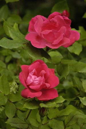 RoseFls4489s.jpg