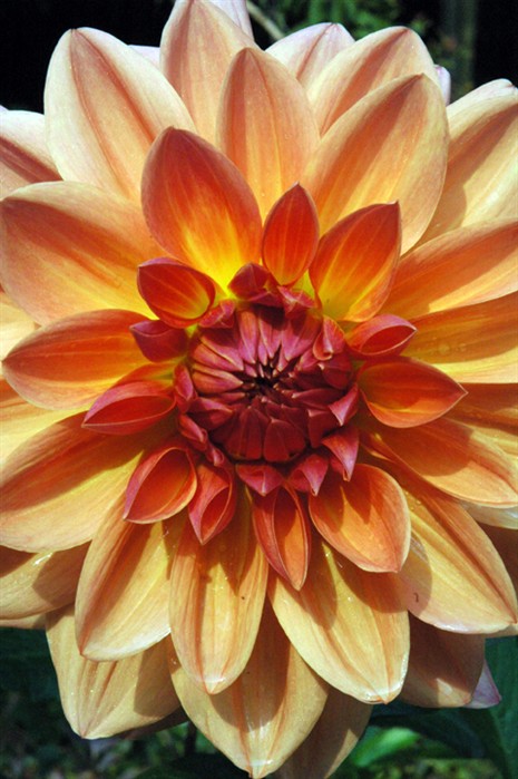 Dahlia0641.jpg