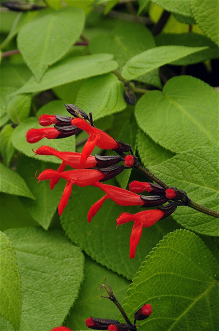 RedSalvia8601.jpg