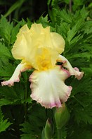 YellowIris4827.jpg