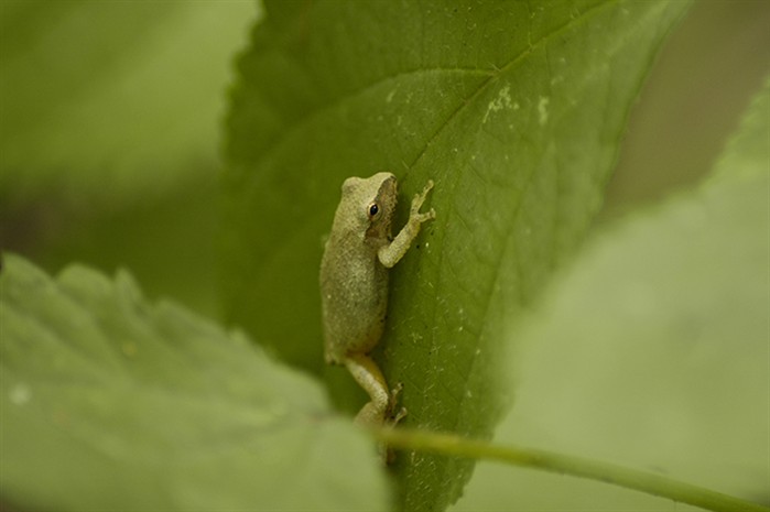 TreeFrog3256.jpg