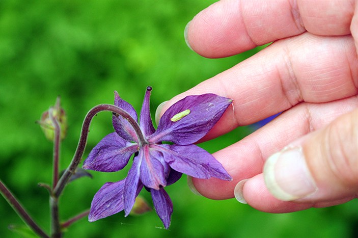 ColumbineInsect4844.jpg