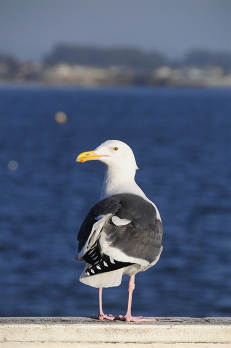 Gull6720.jpg