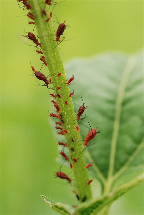 RedAphids2202.jpg